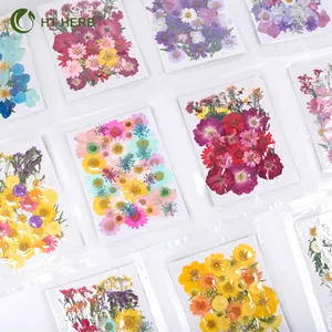 Flores secas de resina de flores secas, venda quente, joias, plantas secas, flores prensadas, natural, para material de resina