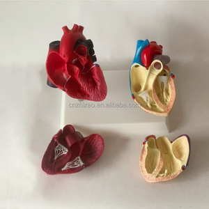 Maniquí de PVC avanzado de tamaño real para falla cardíaca patológica humana, con láminas arteriales vasculares y corazón anatómico saludable - Product Image 3