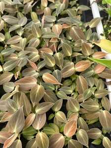 ฟิโลเดนดรอน เมลาโนคริซัม ต้นกล้าเพาะเลี้ยงในถาดขนาด 3-5 ซม. ต้นไม้หายากสำหรับปลูกในบ้าน ขายส่ง - Product Image 3