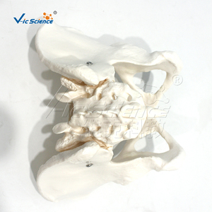 Modèle de squelette pelvien féminin humain grandeur nature en PVC écologique pour l'enseignement en obstétrique, orthopédie, anatomie et laboratoire CE/ISO/ROHS/CNAS - Product Image 2