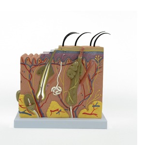 Modèle de peau 3D 70x pour l'enseignement médical en dermatologie : Modèle anatomique agrandi des couches et de la structure de la peau humaine - Product Image 4