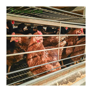 Kandang Ayam Otomatis Galvanis Tipe H untuk Peternakan Unggas, Dijual Murah - Product Image 3