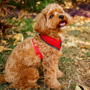 Harness anjing tanpa tarik, Harness kain jala kekang anjing kecil hewan piaraan, Harness kerah kucing anjing kustom Modern - Product Image 5