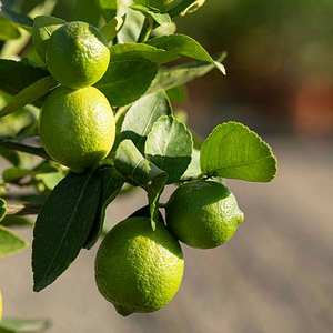 Citron vert frais sans pépins VIOT Vietnam Qualité d'exportation pour le marché européen Norme GlobalGAP Citron vert en vrac Fournisseur d'usine 6cm 0.1kg - Product Image 3