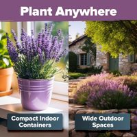 Penjualan Grosir Tanaman Lavender Inggris Premium Buatan Rumah, Ramah Lingkungan, Serat Tanaman, Untuk Penggunaan di Dalam Ruangan, Bebas GMO, Varietas Warisan