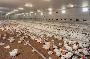 Giá Thấp Bán Chạy Nhất Gia Cầm Ăn Thiết Bị Gà Tự Động Lớp Gà Thịt Sàn Mặt Đất Ăn - Product Image 6