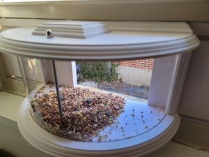 180 độ rõ ràng xem chim trung chuyển bền và thanh lịch trong cửa sổ trung chuyển chim cửa sổ Vật Nuôi Chim trung chuyển - Product Image 5