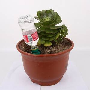 Sistema de Riego Automático <span class=keywords><strong>para</strong></span> Plantas de Interior, Púas de <span class=keywords><strong>Autorriego</strong></span> con Adaptador <span class=keywords><strong>para</strong></span> Botella, Riego de Plantas de Plástico <span class=keywords><strong>para</strong></span> <span class=keywords><strong>Vacaciones</strong></span> - Product Image 5