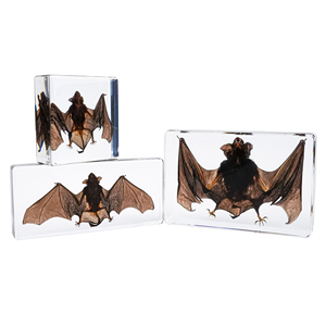 Caja de inyección de cristal, resina transparente, murciélago, Animal, enseñanza Insided, espécimen integrado - Product Image 3