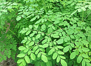 Satılık <span class=keywords><strong>Moringa</strong></span> yaprağı tozu Sri Lanka <span class=keywords><strong>Moringa</strong></span> yaprağı tozu 20kg - Product Image 4