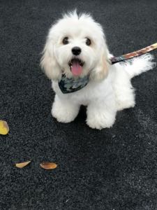 باندانا للكلاب والقطط من القطن/النايلون بالجملة - تصميم رياضي بسيط وعصري - Product Image 6