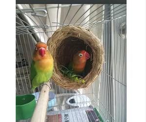 Herbe tissée oiseau <span class=keywords><strong>Pigeon</strong></span> chaud suspendu peau <span class=keywords><strong>de</strong></span> tigre <span class=keywords><strong>nid</strong></span> <span class=keywords><strong>de</strong></span> perroquet fournitures <span class=keywords><strong>de</strong></span> <span class=keywords><strong>nid</strong></span> d'élevage - Product Image 3