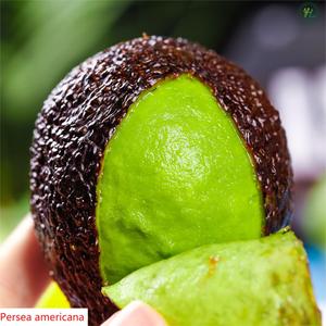 HL- Huiles essentielles fornitore di olio di avocado, 500ML, olio vettore spremuto a freddo sfuso per schiarire la pelle e crescita dei capelli | - Product Image 4