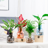 Ventes en gros de pots de fleurs hydroponiques en plastique PP transparent, écologiques, chromés, modernes et simples, 150 ml
