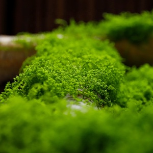LUYI - Musgo Verde <span class=keywords><strong>Artificial</strong></span> en Maceta, Musgo Sphagnum, Turba de Musgo, Decoración de Pared para Oficina, Venta al por Mayor - Product Image 5