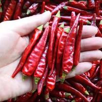 Bumbu Makanan Cabai Merah Kering Utuh Sedikit Pedas Pasokan Grosir Kemasan 25kg Sichuan Cina Dikeringkan dengan Sinar Matahari