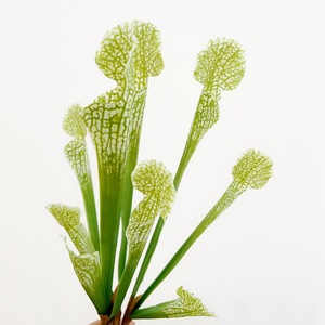 Nouveaux Arrivages Bouteille Artificielle Herbe Pichet <span class=keywords><strong>Plante</strong></span> <span class=keywords><strong>Venus</strong></span> Flytrap <span class=keywords><strong>Fleur</strong></span> Artificielle pour Mariage Noël Halloween Floral - Product Image 2