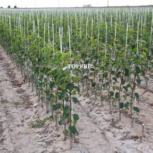 Piquet de neige en fibre de verre haute résistance FRP Piquet de pépinière Tige de renfort en fibre de verre - Product Image 5