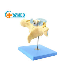 Modelo Ampliado de la Estructura Anatómica de la Médula Espinal Lumbar Humana, Modelo de Esqueleto Humano, Modelo del Sistema Nervioso Humano - Product Image 1