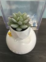 Buatan tangan Mini simulasi sukulen bunga pot tanaman kecil Desktop untuk kantor grosir bunga