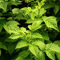 Sachets de thé santé aux feuilles de framboisier, sans caféine, tisane naturelle, emballés individuellement, sans danger pour la grossesse, bien-être féminin, OEM