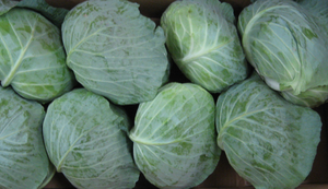 Chou Biologique Frais Certifié HACCP Disponible Toute l'Année Prix <span class=keywords><strong>Grossiste</strong></span> - Product Image 3