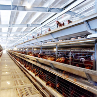 Cage à Poules Pondeuses Métallique de Niveau 5000 pour Volaille, Type 4, Élevage en Batterie pour Poulets, Utilisation Agricole