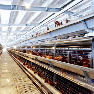 Jaula Metálica de Nivel 5000 para Gallinas Ponedoras de Corral Tipo 4 en Batería para Cría de Gallinas en Granja en Venta - Product Image 6