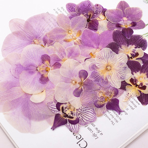 Flores <span class=keywords><strong>de</strong></span> Orquídea Prensadas Elegantes para Arte en Resina, Orquídeas Púrpuras Naturales al por Mayor para Manualidades, Fundas <span class=keywords><strong>de</strong></span> Teléfono con Resina Epoxi - Product Image 1
