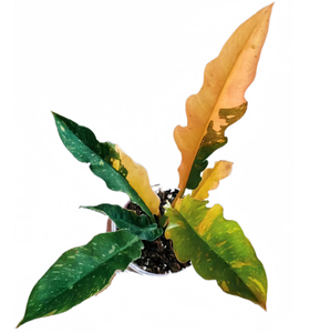 Venta popular y caliente: Anillo de Fuego de Filodendro-decoración verde para la sala de estar del hogar - Product Image 2