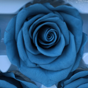 ดอกไม้แห้งขนาด 5-6 ซม. ดอกไม้แห้งอมตะ ขายส่ง ปรับแต่งสีได้ ดอกกุหลาบขาว ดำ ดอกกุหลาบนิรันดร์ - Product Image 5