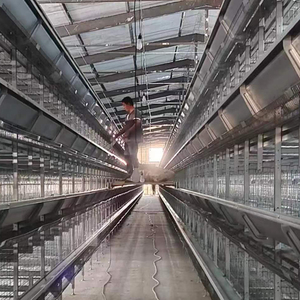 Sistema de Jaulas de Gran Escala Personalizado - Alojamiento de Pollos Tipo H Totalmente Automático para Granjas Comerciales de <span class=keywords><strong>Huevos</strong></span> - Product Image 4