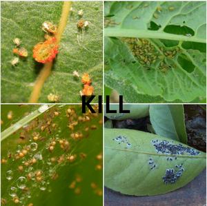 Agroquímicos, Pesticida, Eliminador de Ácaros Araña Roja, <span class=keywords><strong>Insecticida</strong></span>, Spirodiclofen 24% SC - Product Image 3