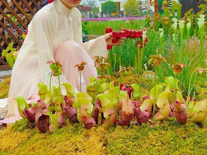 Sarracenia purpureaエキスプロの工場供給高品質で最高の価格 - Product Image 3