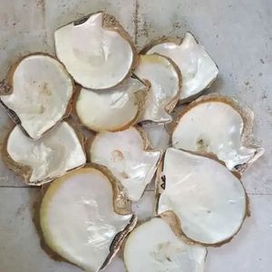 5 pouces naturel jaune nacre (MOP) artisanat matières premières stock d'usine lavé aspect naturel - Product Image 5