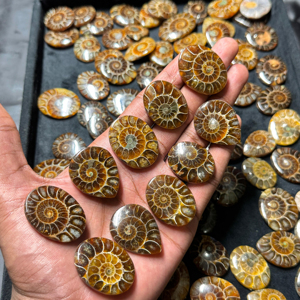 AAA Grade Natural Ammonite Cabochon Flatback Handmade Polished Green Gemstone Lot for Jewelry Making and <b>Craft</b> - Product Image 4