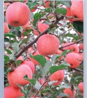 Zoete Verse Koninklijke Gala Appel Verse Fuji En Rode Ster Appels En Ander Vers Fruit Tegen Groothandelsprijs