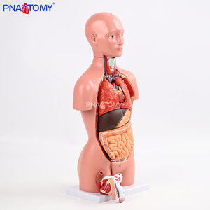 Modello Anatomico di Torso Umano Biseksuale in PVC da 45cm per Insegnamento Medico e Scientifico, Confezione da 16 Parti - Product Image 5