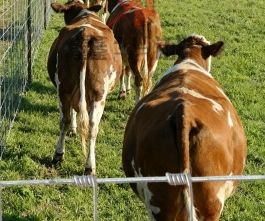 شبكة سلكية سوداء مطلية بالبلاستيك لحماية الأشجار من القوارض، مقاس 1/2 بوصة، 48×100 قدم، معالجة حرارياً، سهلة التركيب، تصميم كلاسيكي - Product Image 6