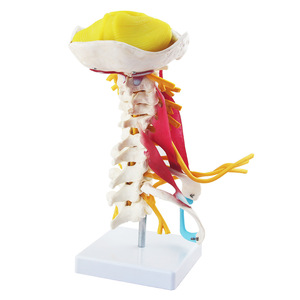 Modelo de columna <span class=keywords><strong>Cervical</strong></span> avanzada humana Modelo de vértebra <span class=keywords><strong>Cervical</strong></span> Uso de enseñanza de esqueleto humano en la Universidad Médica y el hospital - Product Image 5