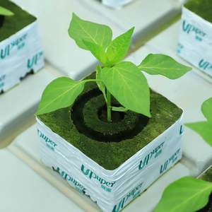 Vườn trồng rau thủy canh UPuper Sweet Pepper trong nhà kính với khối đá khoáng - Product Image 4