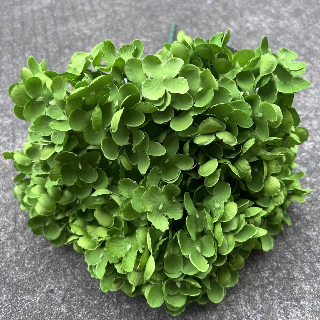 5 tête lolita hortensia vert foncé