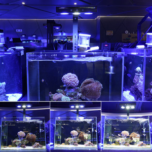Lumière LED pour <span class=keywords><strong>aquarium</strong></span> <span class=keywords><strong>de</strong></span> récif corallien GAKO A030 30W à spectre complet pour <span class=keywords><strong>aquarium</strong></span> d'eau <span class=keywords><strong>de</strong></span> mer, <span class=keywords><strong>poissons</strong></span>, coraux - Product Image 5