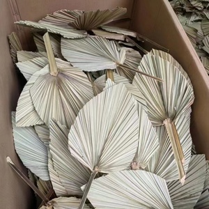 Grandes feuilles de <span class=keywords><strong>palmier</strong></span> séchées pour la maison, les événements, les mariages, la décoration et les bouquets de fleurs - Product Image 4