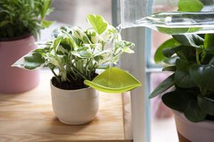 Ensemble de 3 entonnoirs d'arrosage en plastique Peleg Design Leaflow pour plantes d'intérieur et d'extérieur - Product Image 2