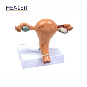 איבר הרבייה הנשי מודל anאטומי pvc רחם רחם רחם על השימוש בבית הספר לרפואה - Product Image 5
