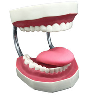 Modèle de dents de haute qualité pour soins bucco-dentaires, modèle de soins dentaires, modèle de brosse à dents