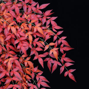 Al por mayor: Hojas de <span class=keywords><strong>Nandina</strong></span> de simulación, Hojas artificiales, Hoja de arce, Rama ornamental para jardín, Flor de otoño de simulación, Alta simulación - Product Image 4