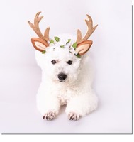 Accessoires pour animaux de compagnie de Noël : Bandeau chapeau renne pour chiens et chats
