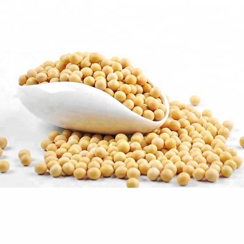Hot Discount Organic Dried Roasted Soybean